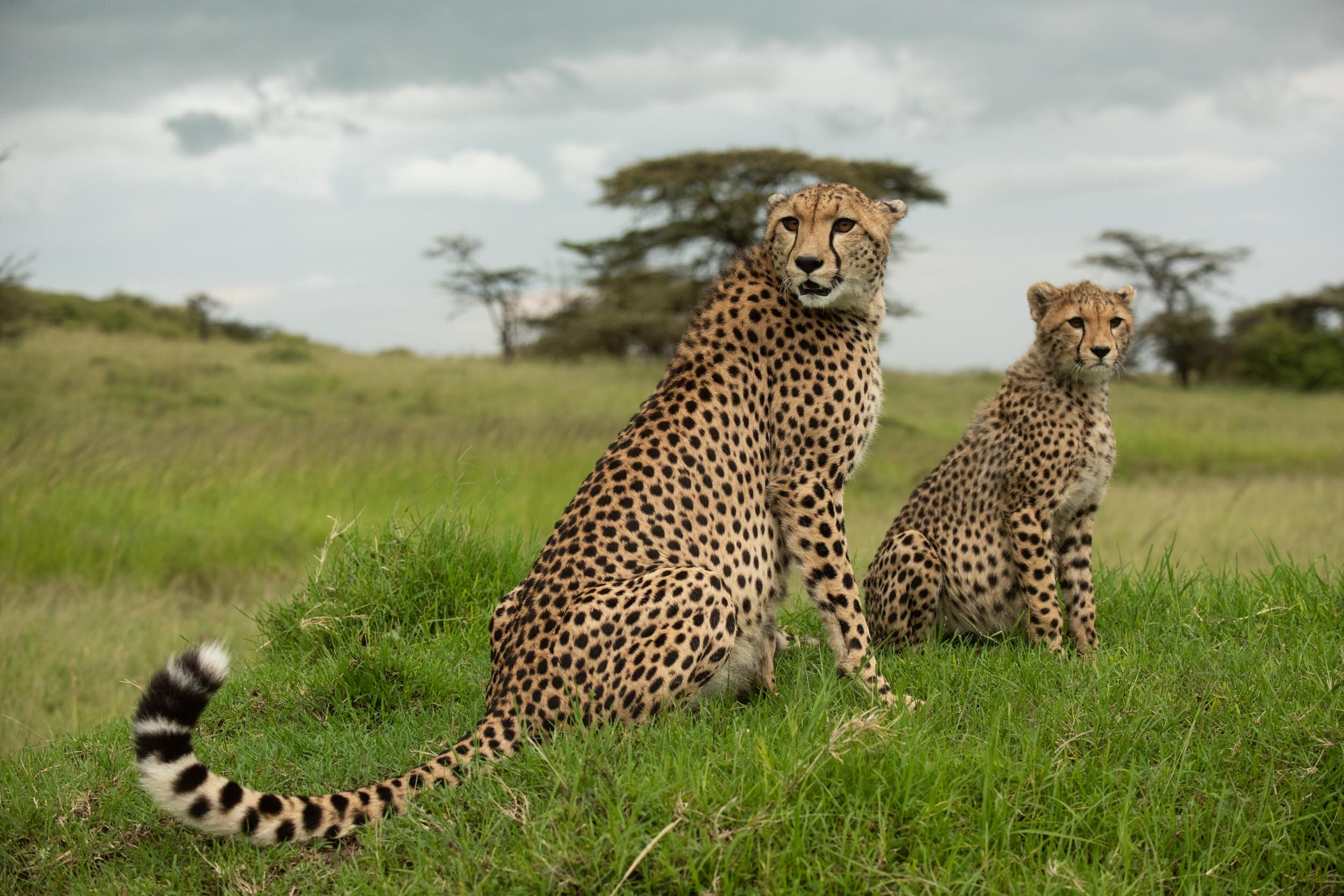Kicheche Bush Camp