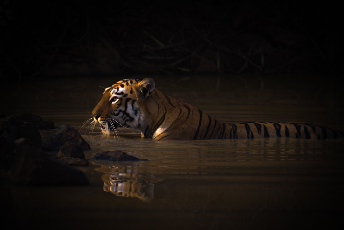 Nine ways to make money from wildlife photography