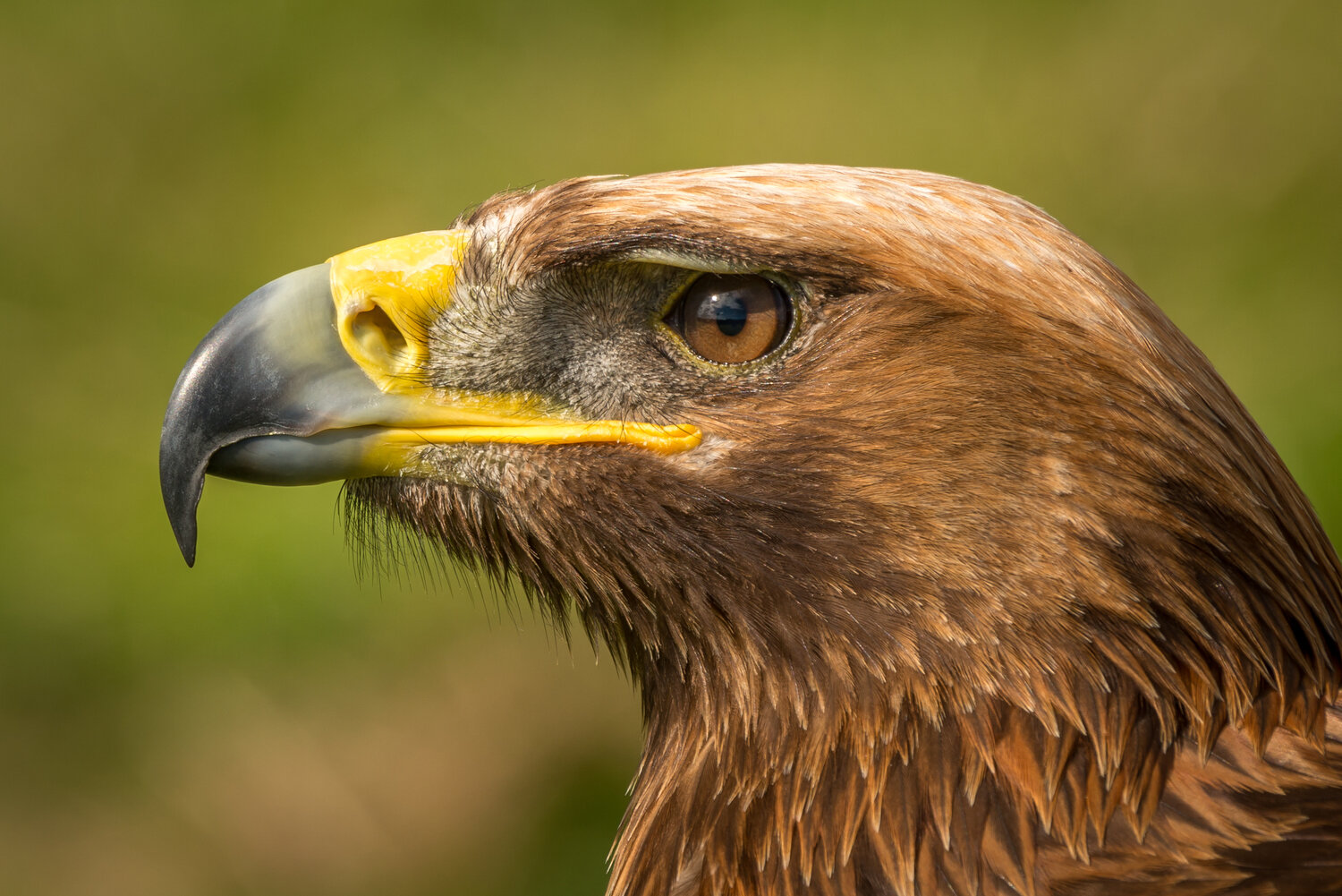 Every picture tells a story: Close-up of golden eagle head with catchlight
