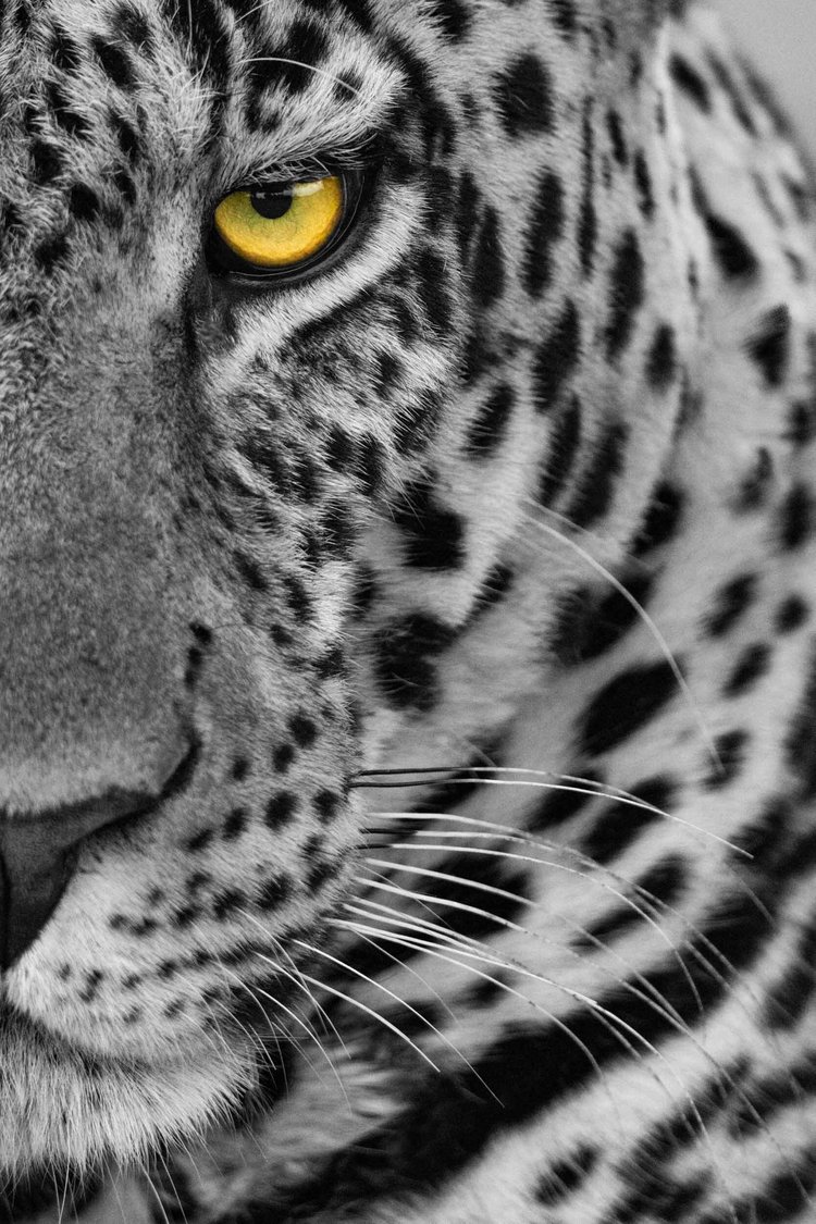 Selective Colour — Nick Dale Photography