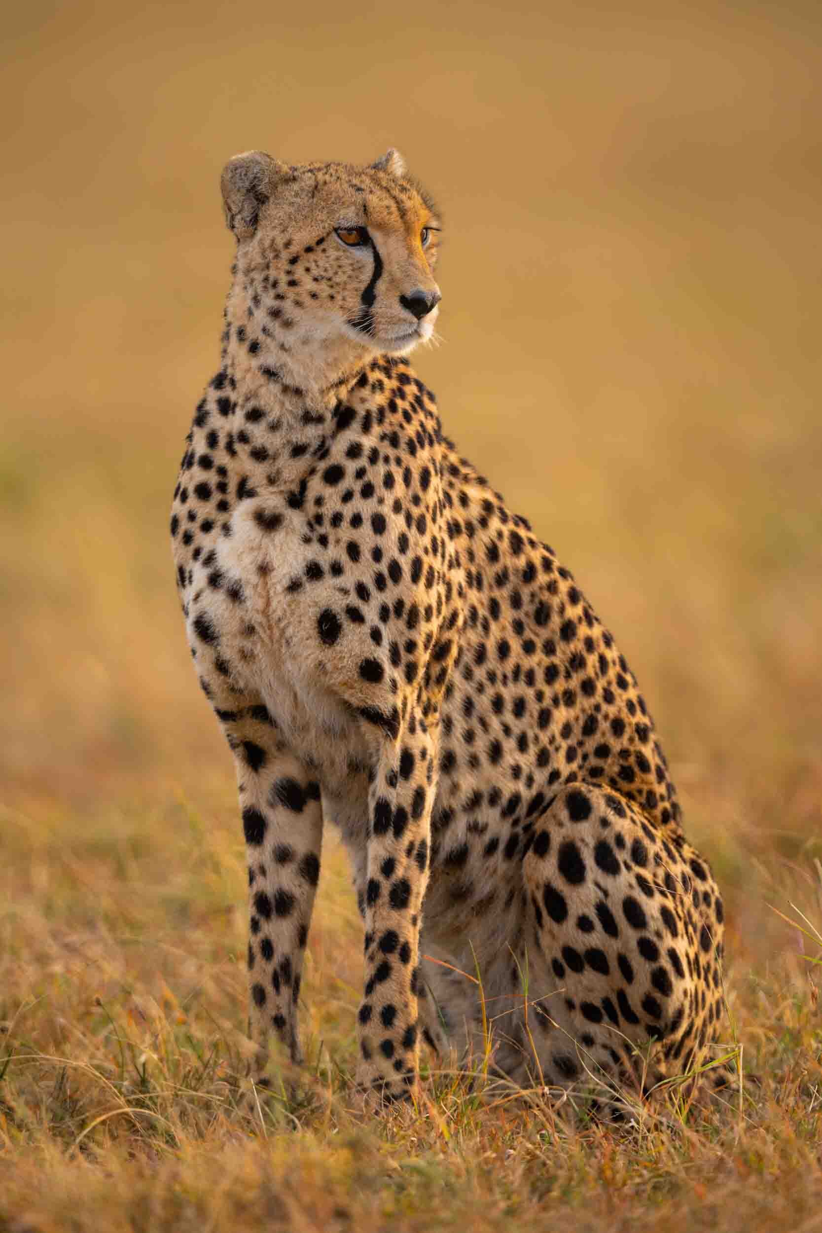 Cheetah facts