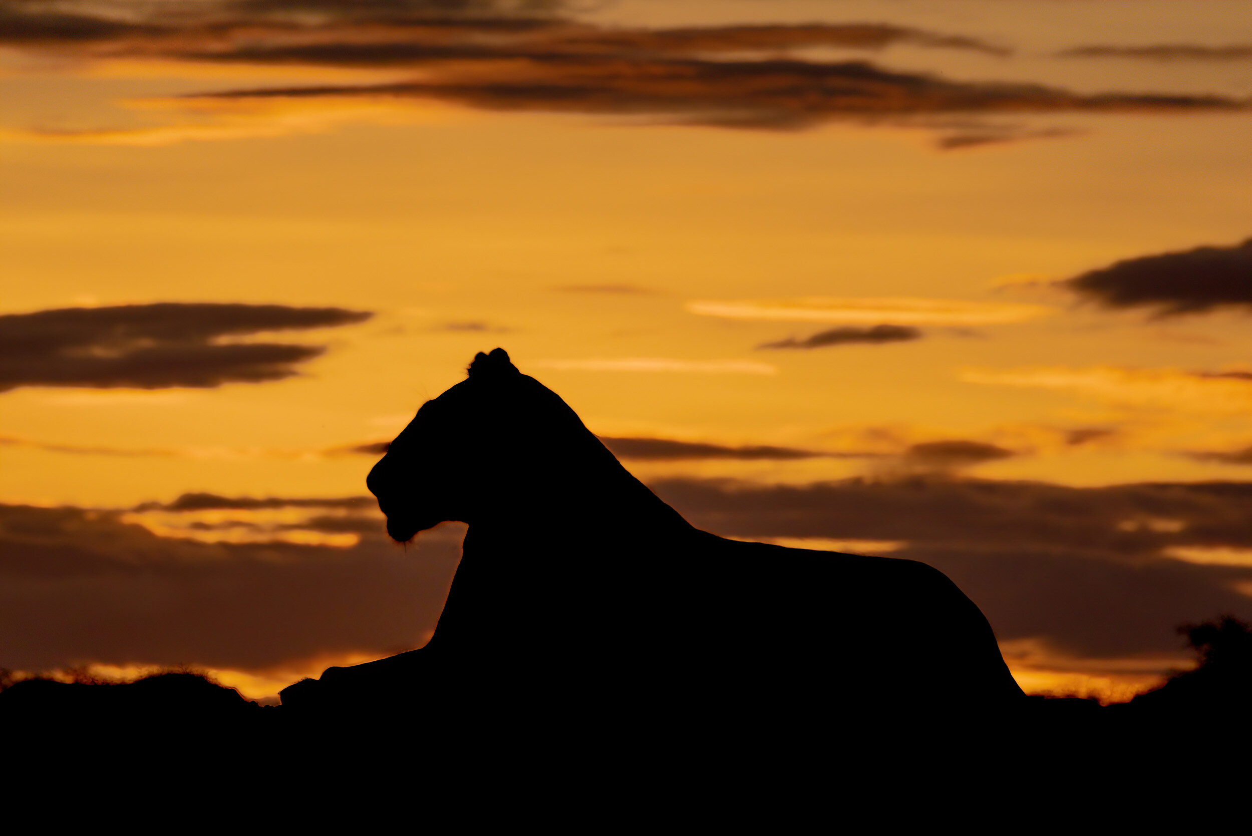 Lion facts