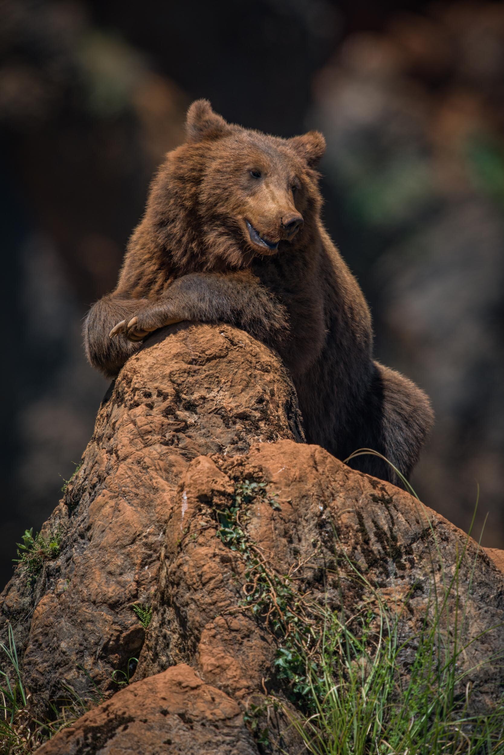 Ussuri brown bear - Wikipedia