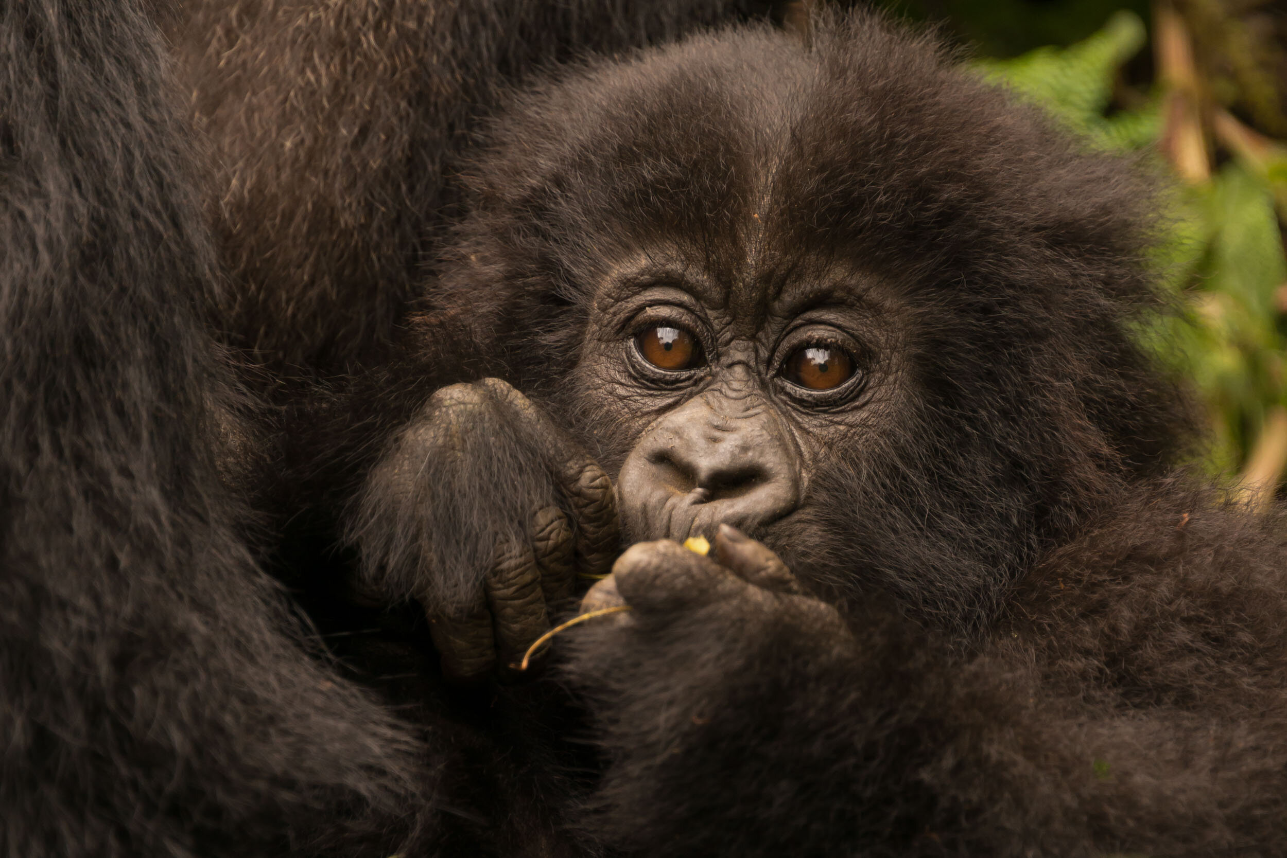 Gorilla facts