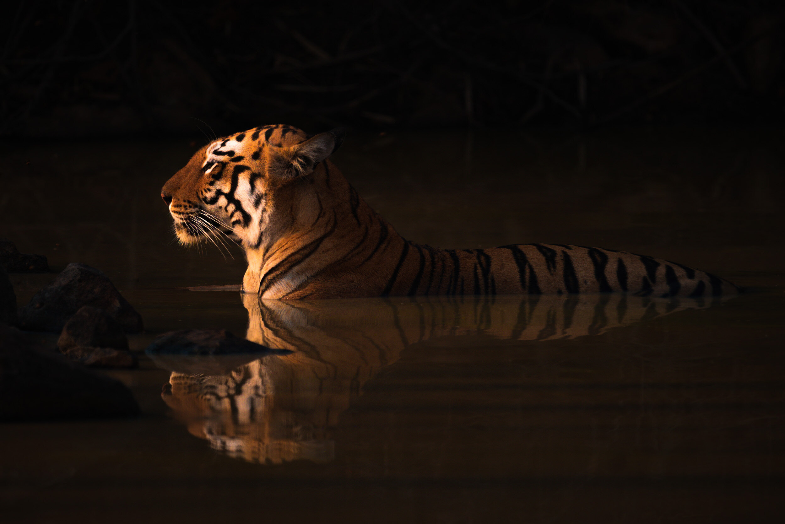 Tiger facts