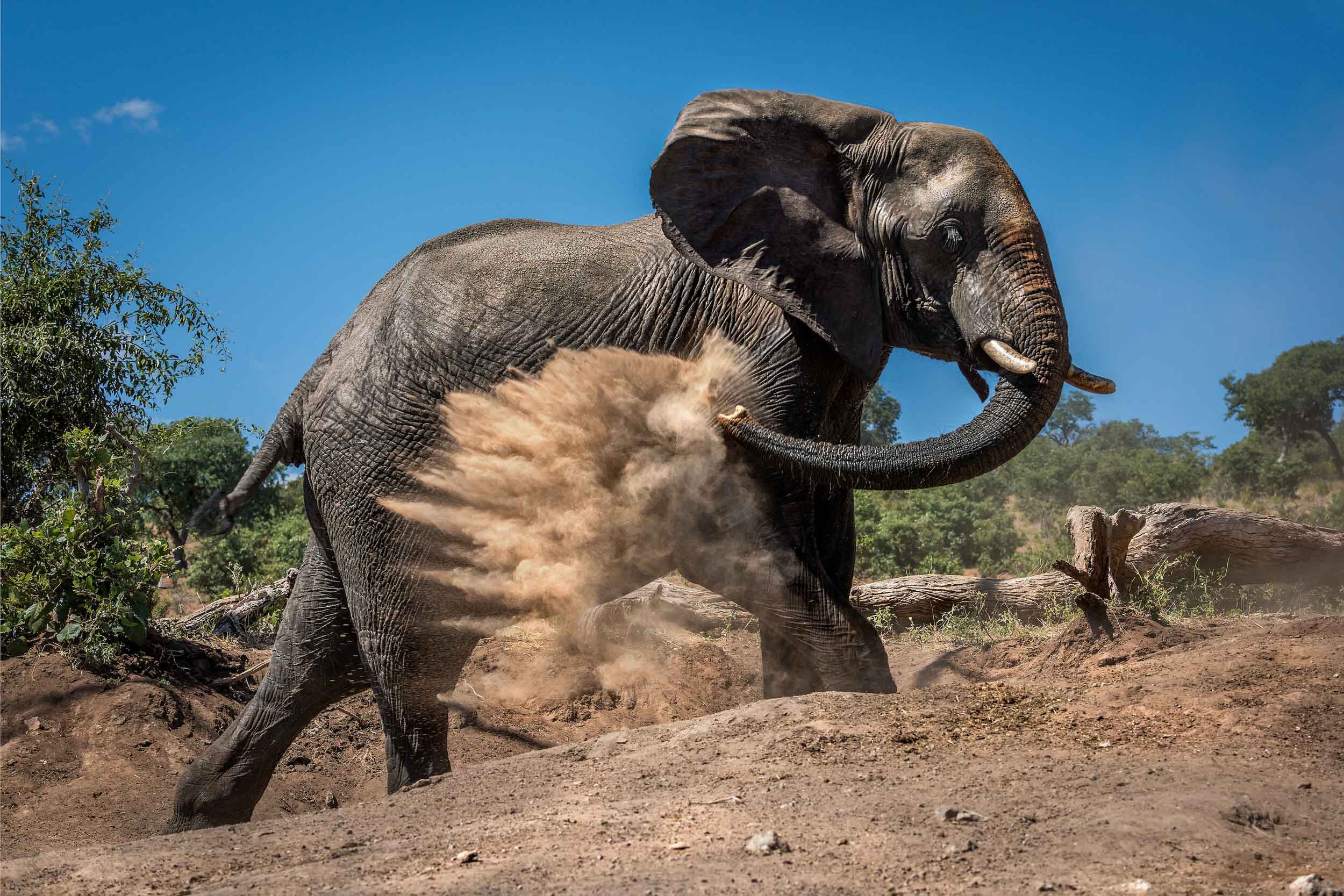 Elephant facts