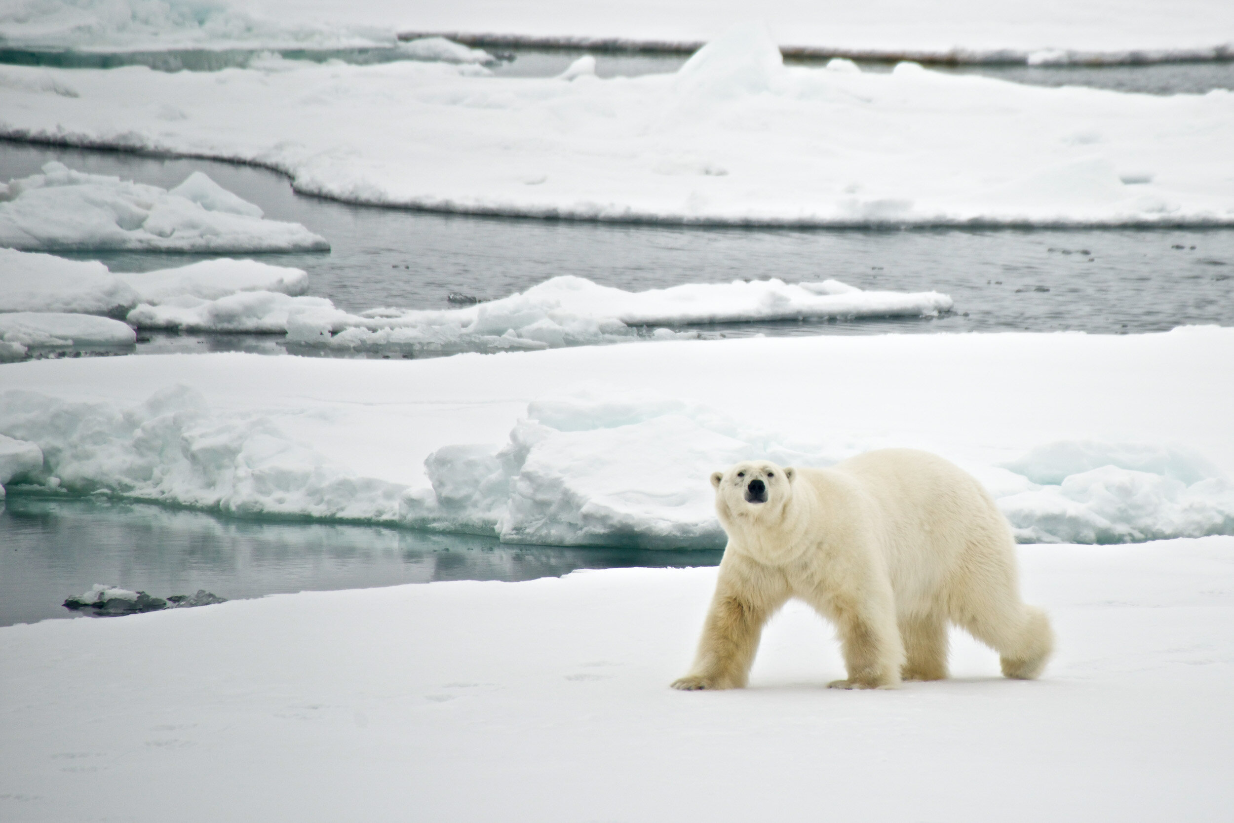 Polar bear facts
