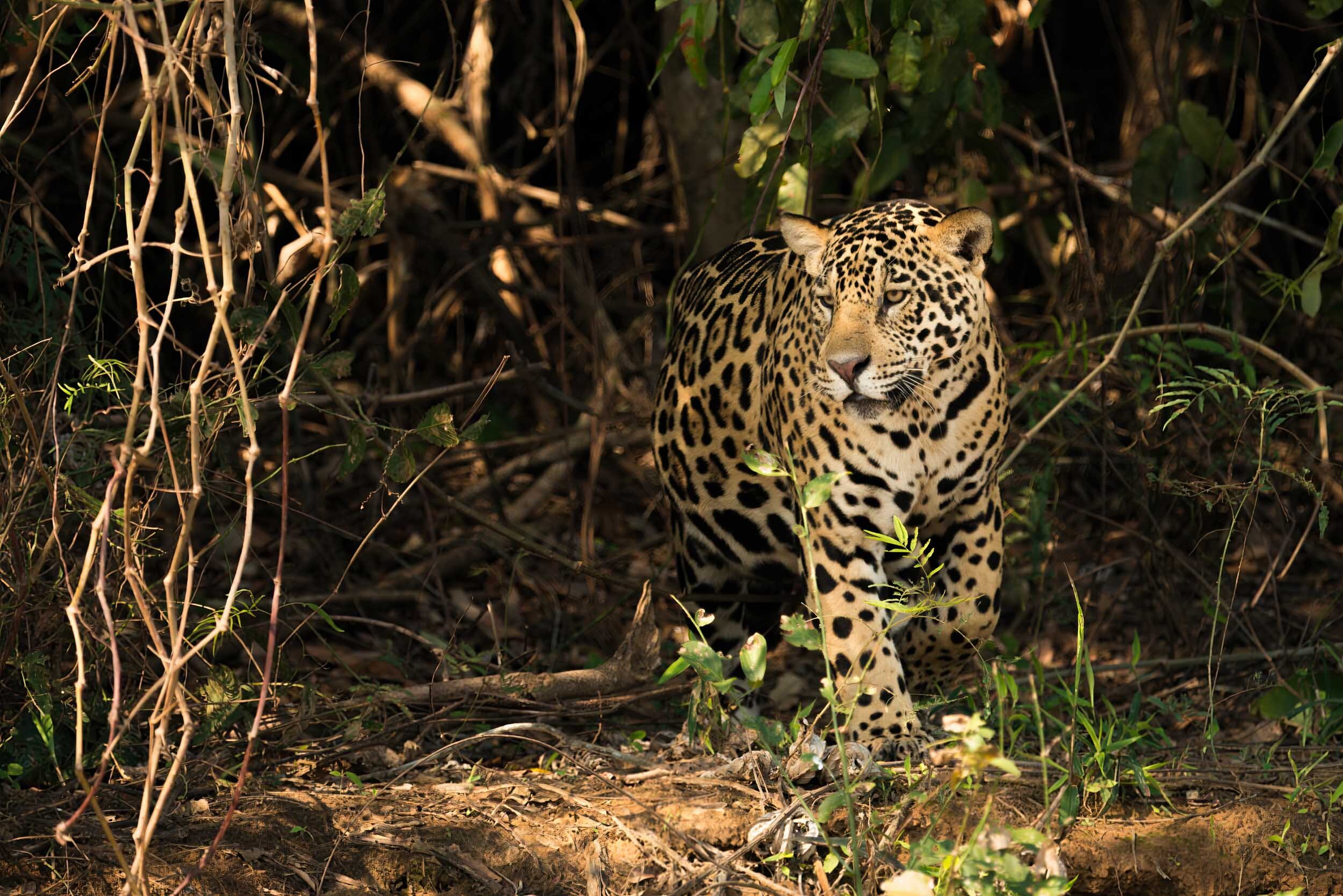 Jaguar facts