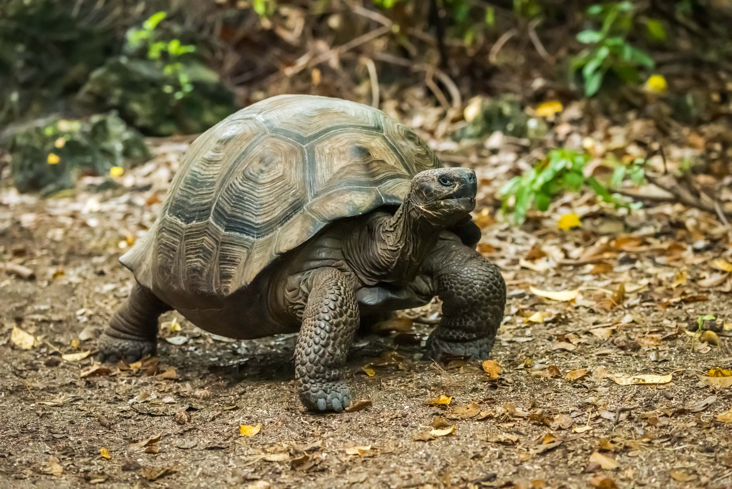 Galapagos giant tortoise walking along gravel path: 59 downloads
