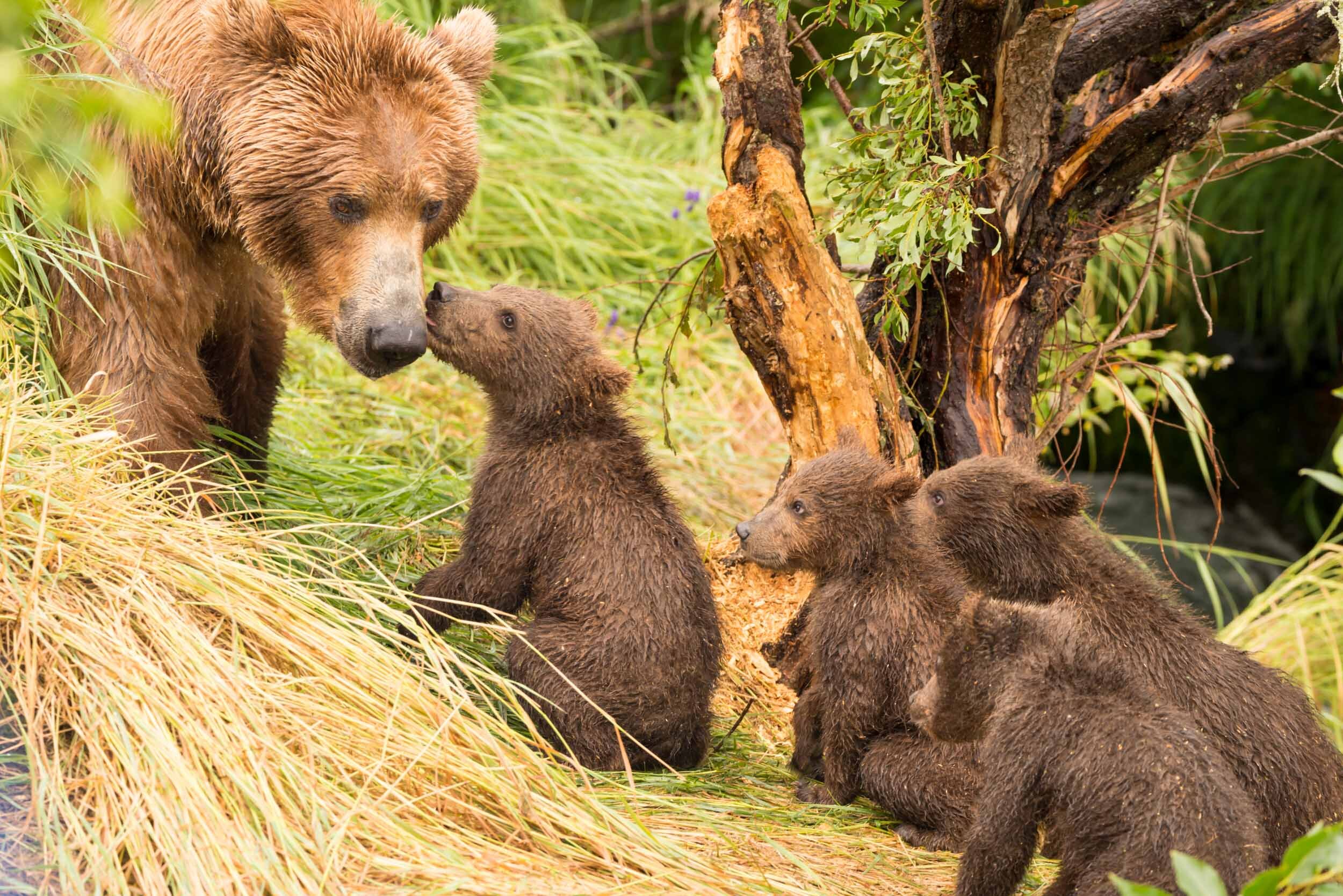 Four bear cubs greet mother beside tree: 55 downloads