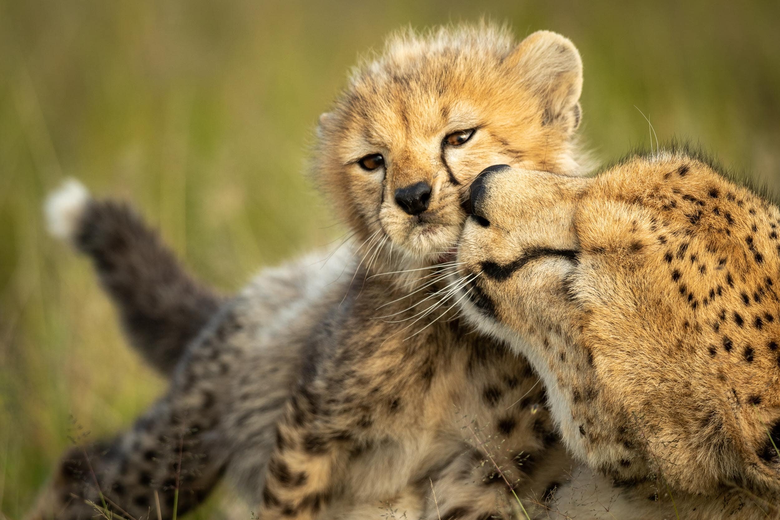 Close-up of female cheetah nuzzling young cub: 63 downloads