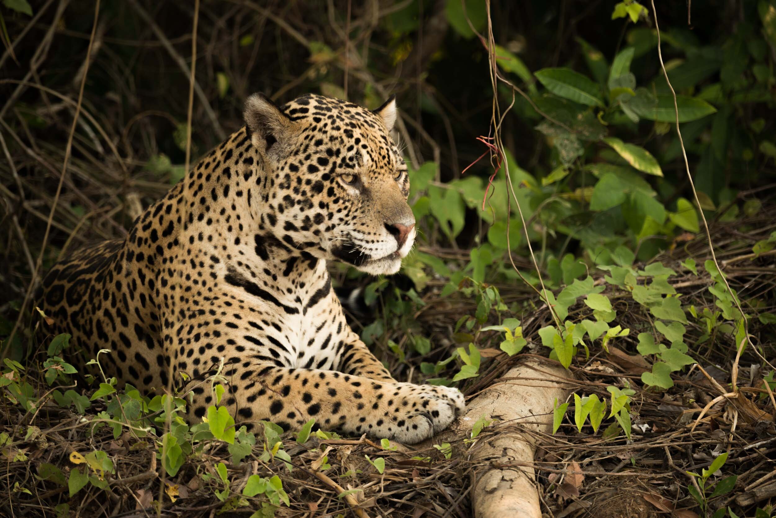Jaguar lying by log in dense undergrowth: 110 downloads