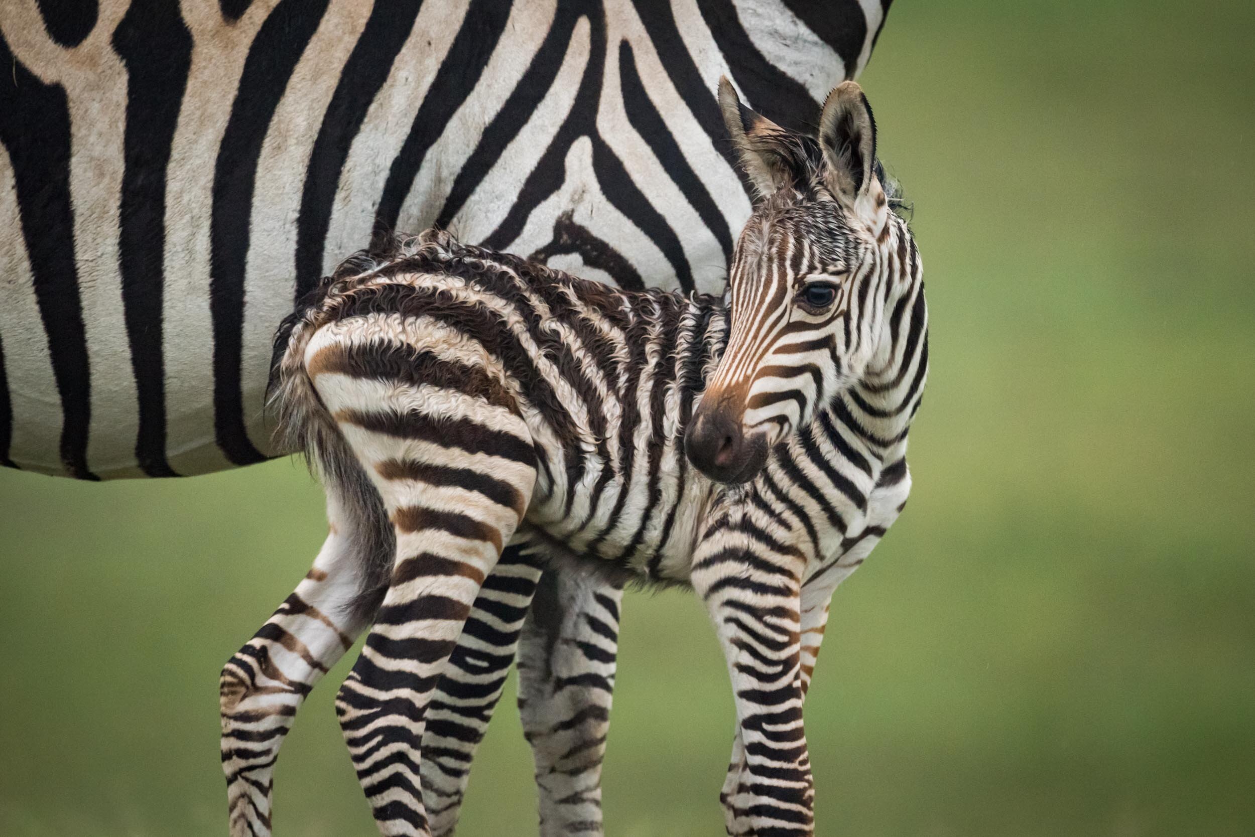 Close-up of baby plains zebra beside mother: 71 downloads