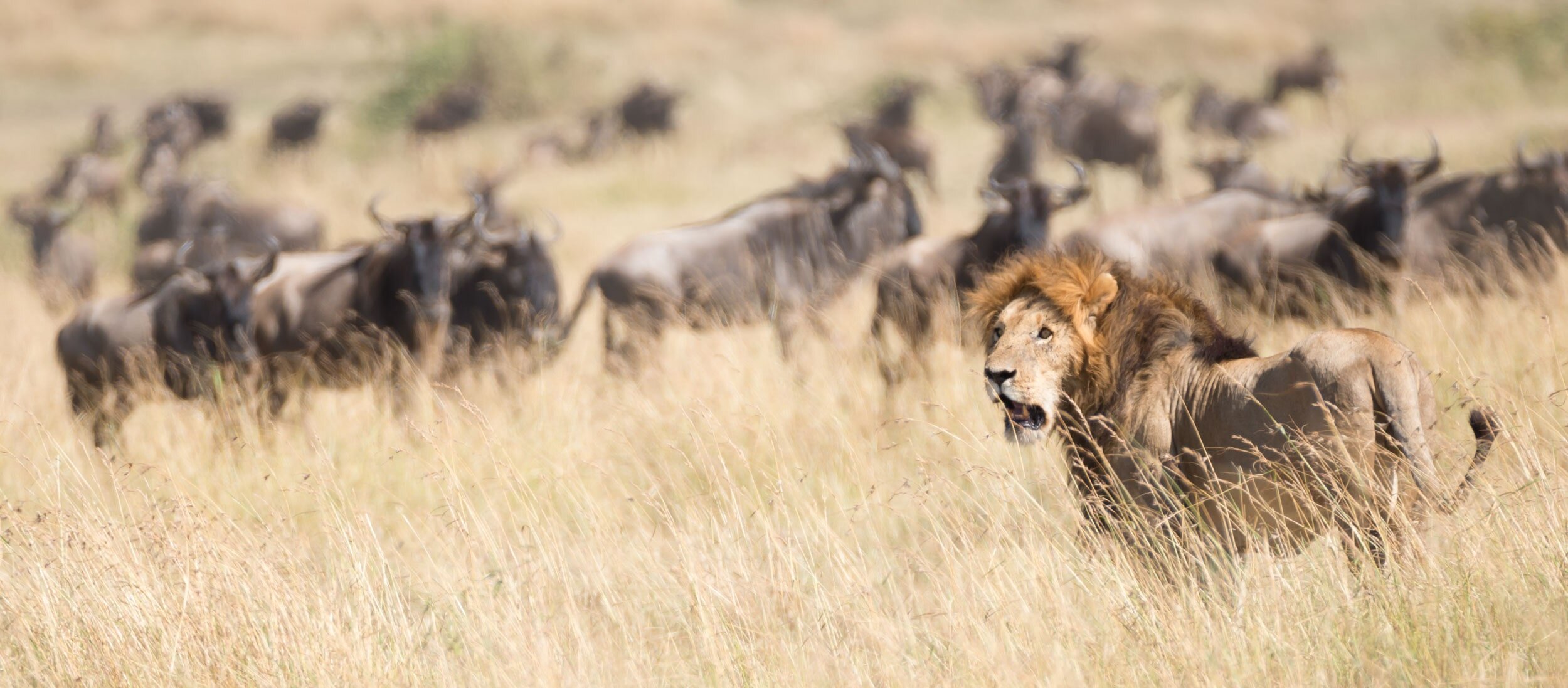 Lion watches as wildebeest pass behind him: 56 downloads