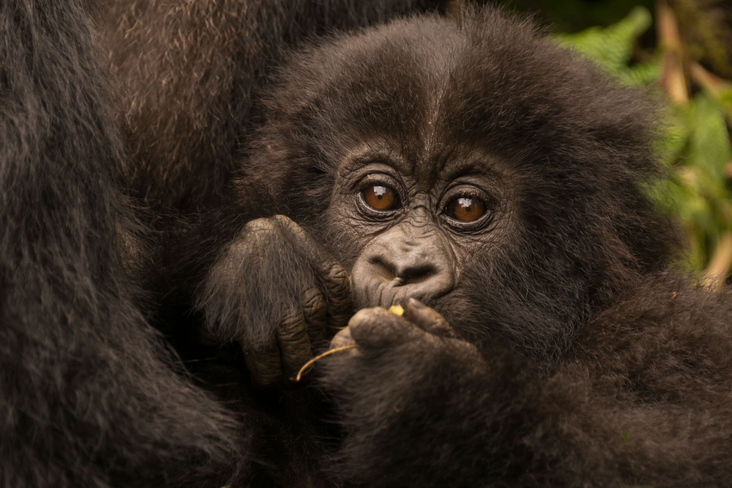 Baby gorilla held by mother chews branch: 56 downloads