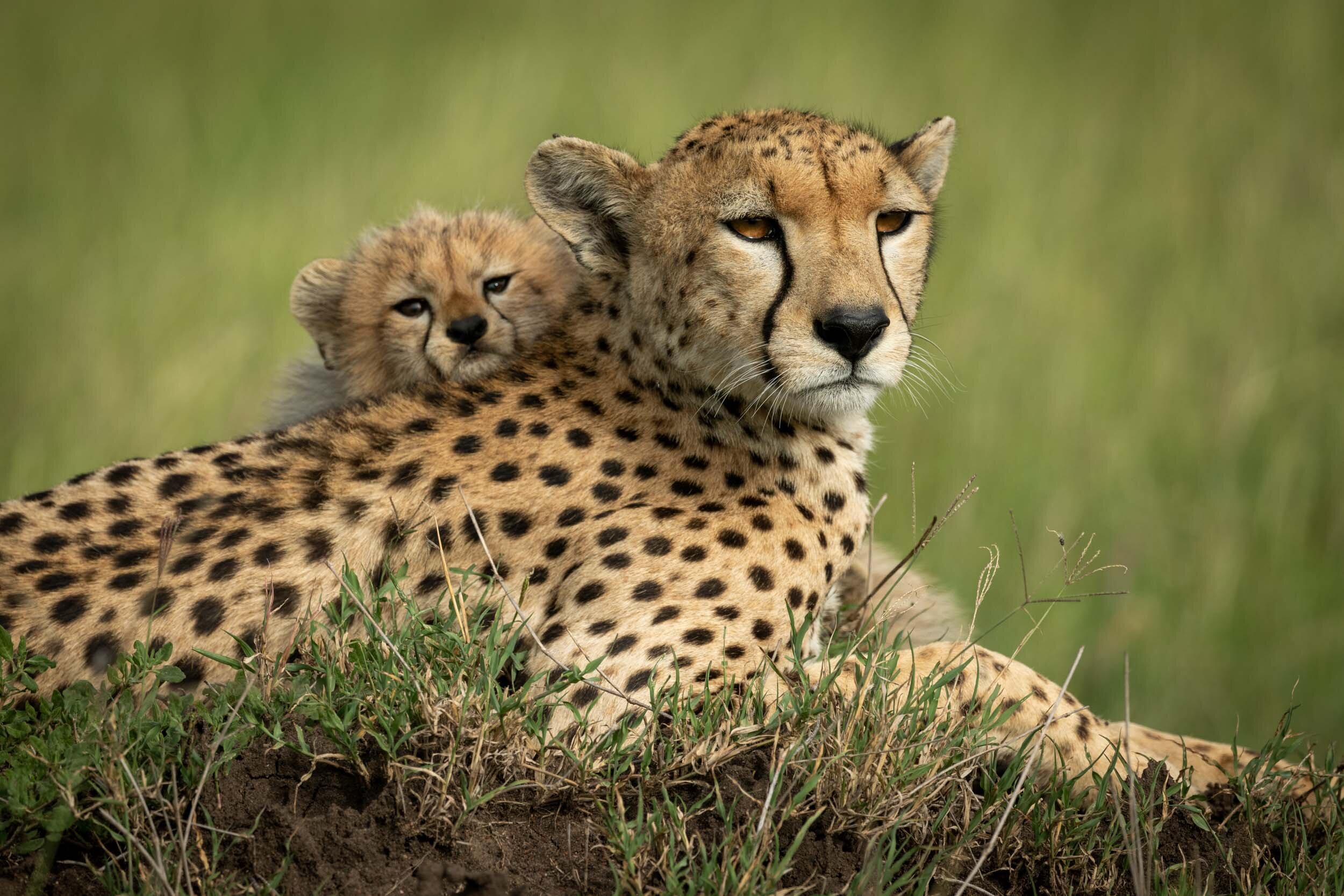 Close-up of cub on back of cheetah: 73 downloads