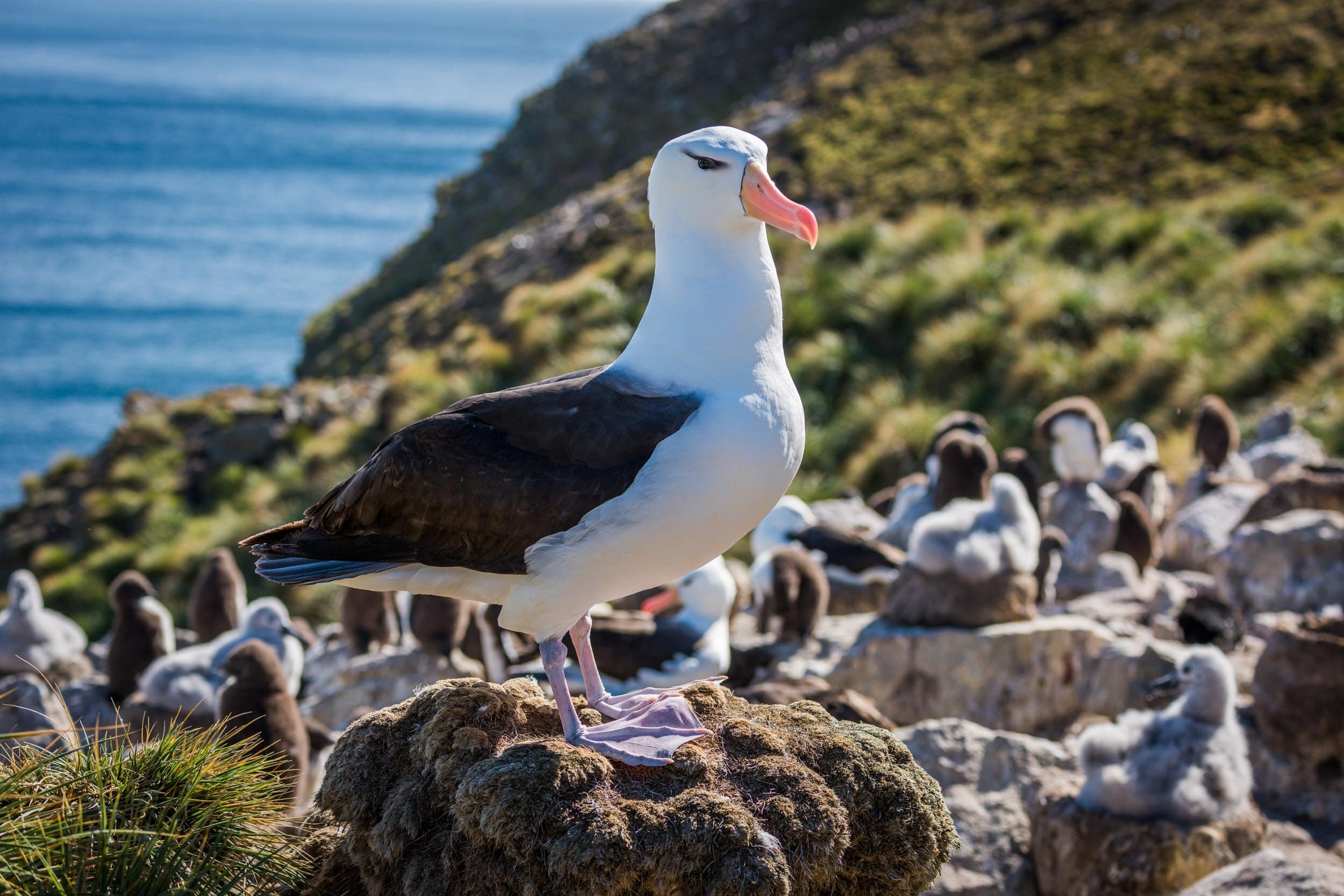 Black-browed albatross standing on rock in colony: 55 downloads