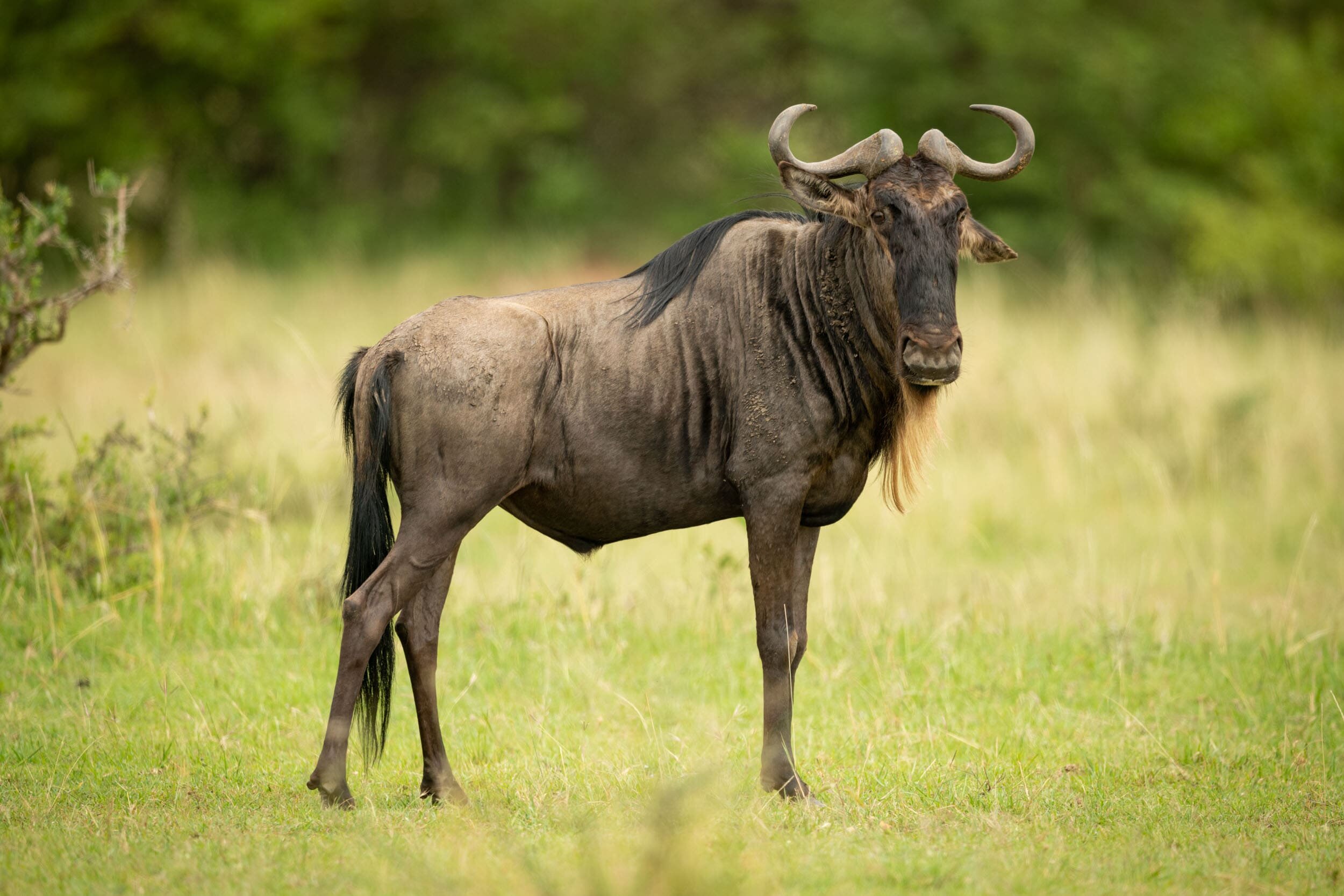 Blue wildebeest stands eyeing camera in grassland: 70 downloads
