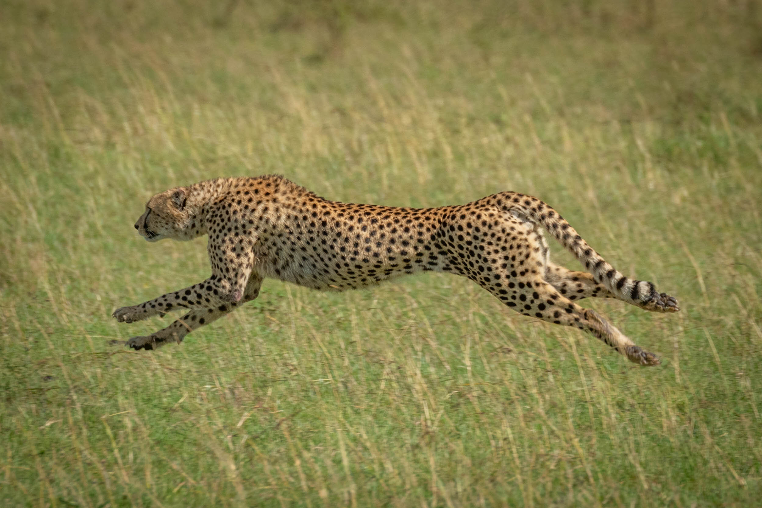 Cheetah stretches legs running at full speed: 74 downloads