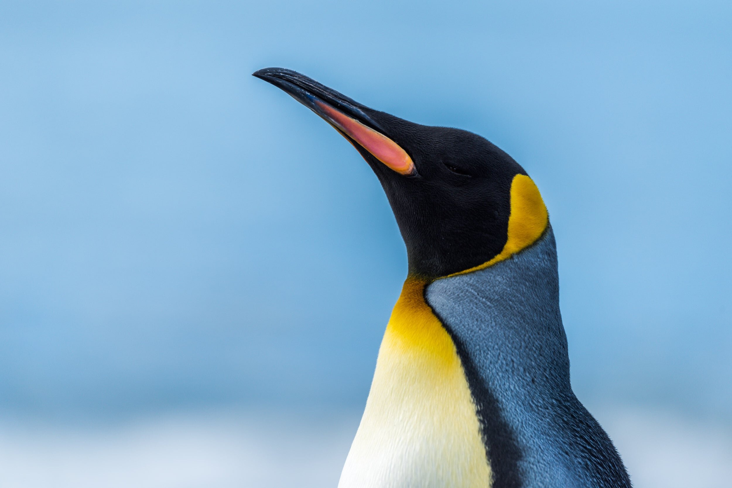 Close-up of king penguin with sea behind: 55 downloads