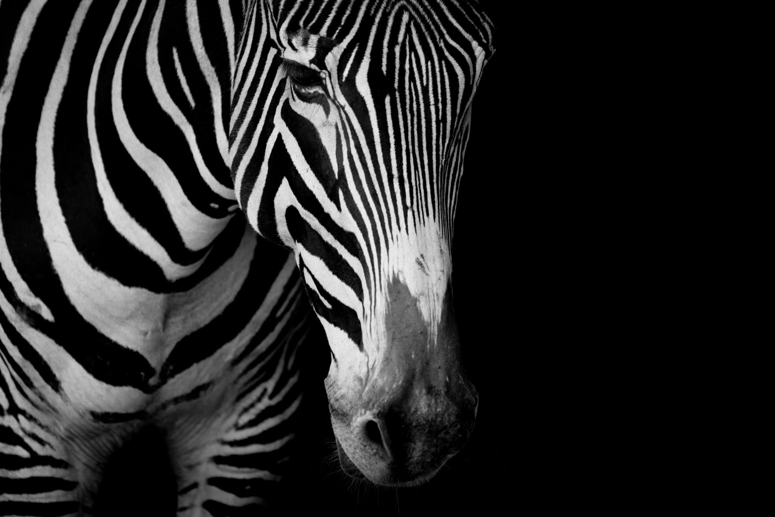 Mono close-up of Grevy zebra in dark: 91 downloads