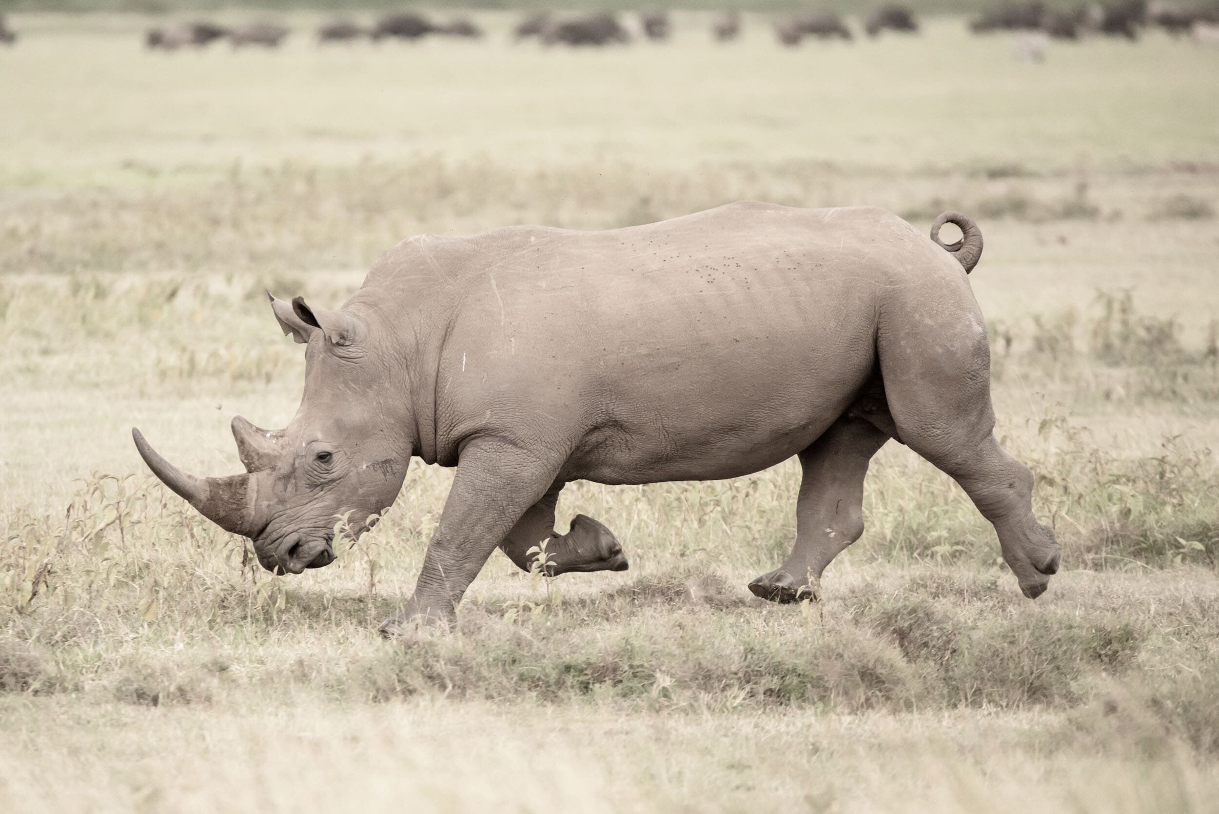 Rhino facts — Nick Dale Photography
