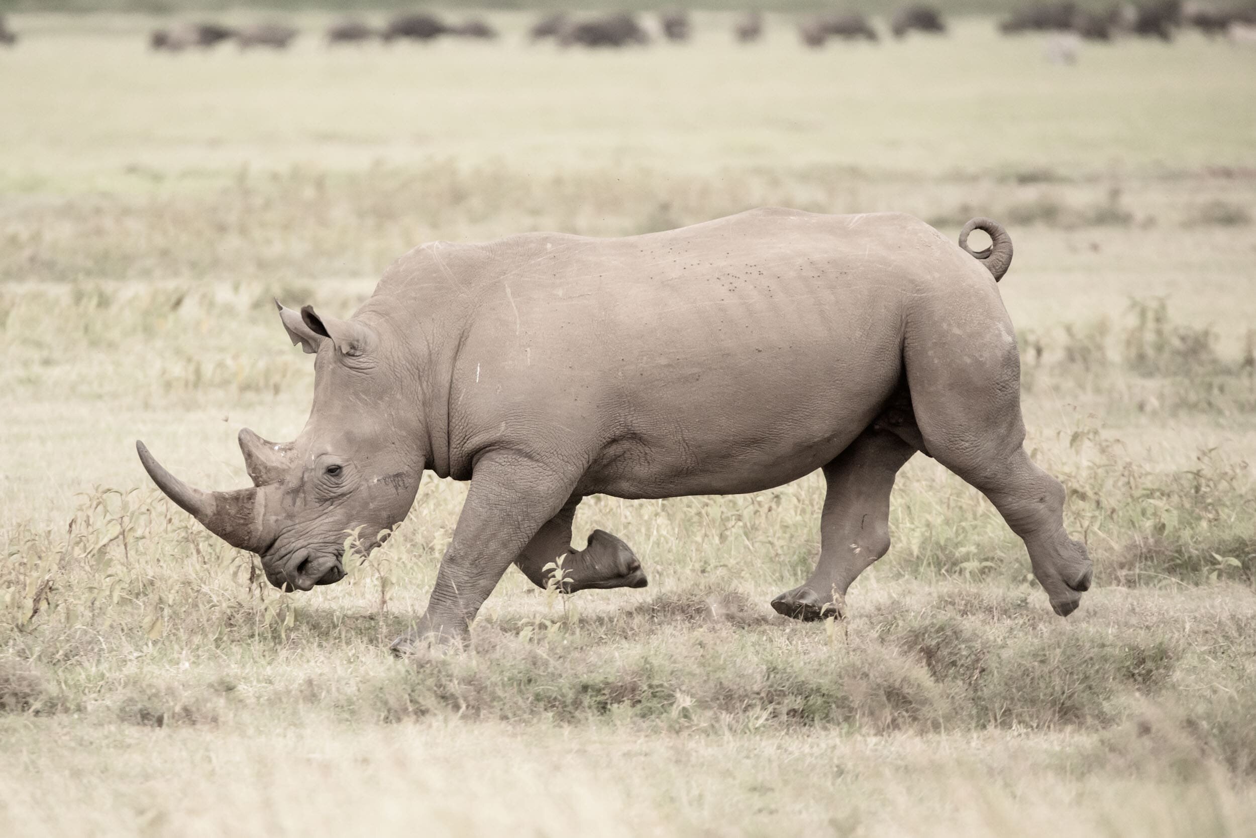 Rhino facts