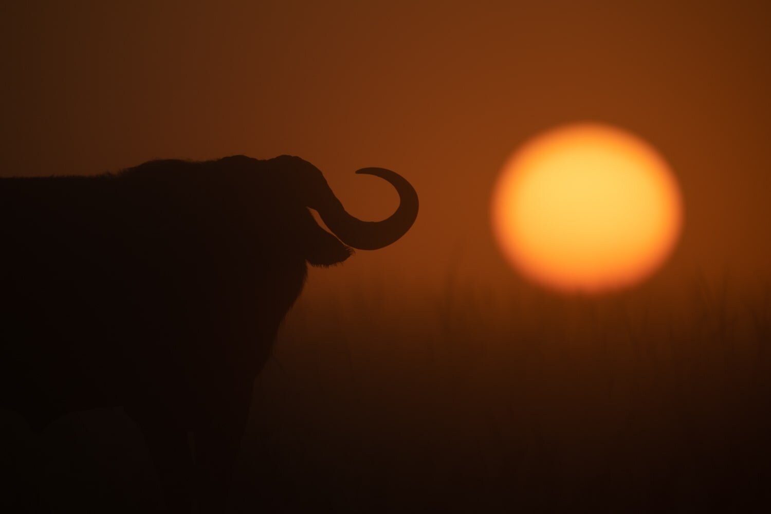 African buffalo facts
