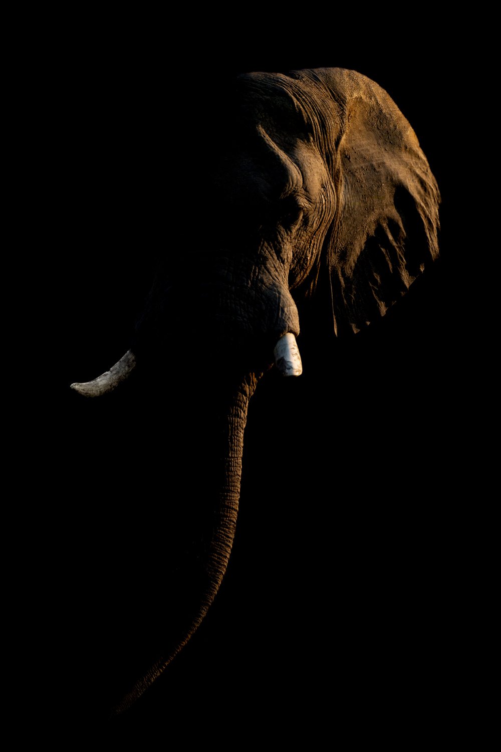 Light Elephant