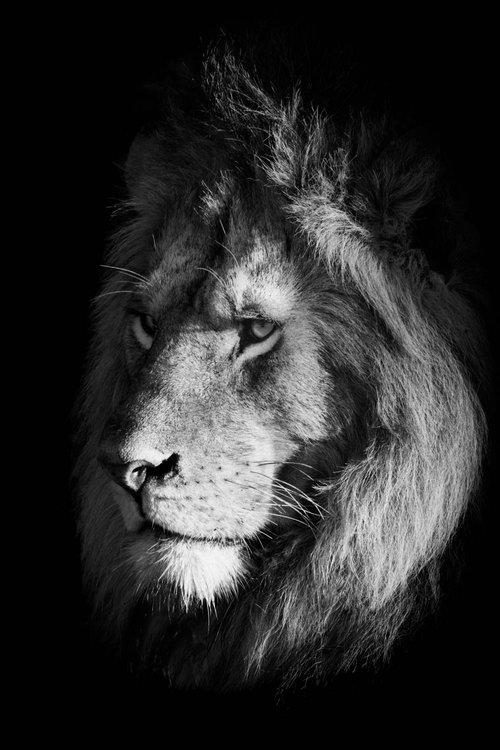 He-Lion — Nick Dale Photography