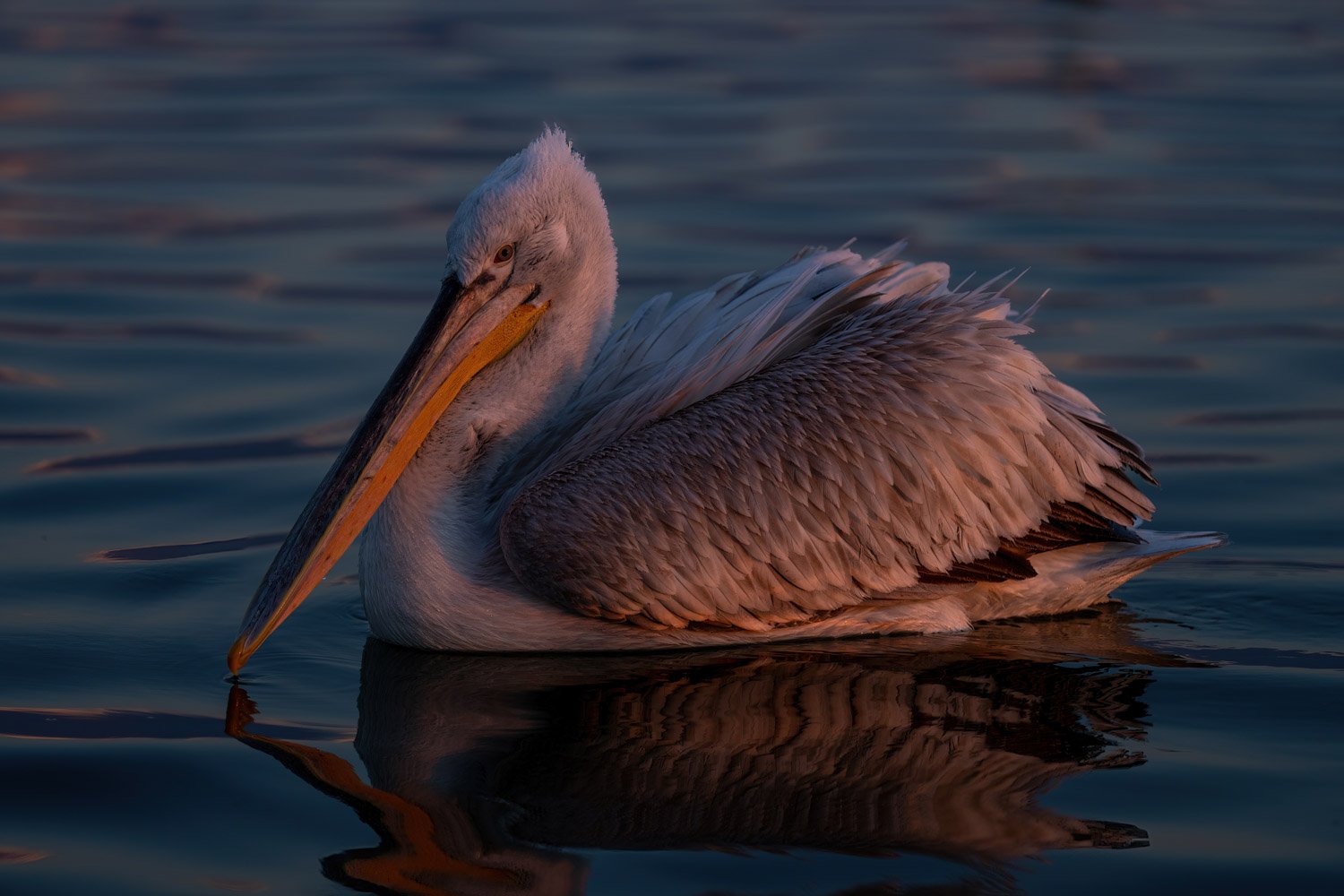 Pensive Pelican