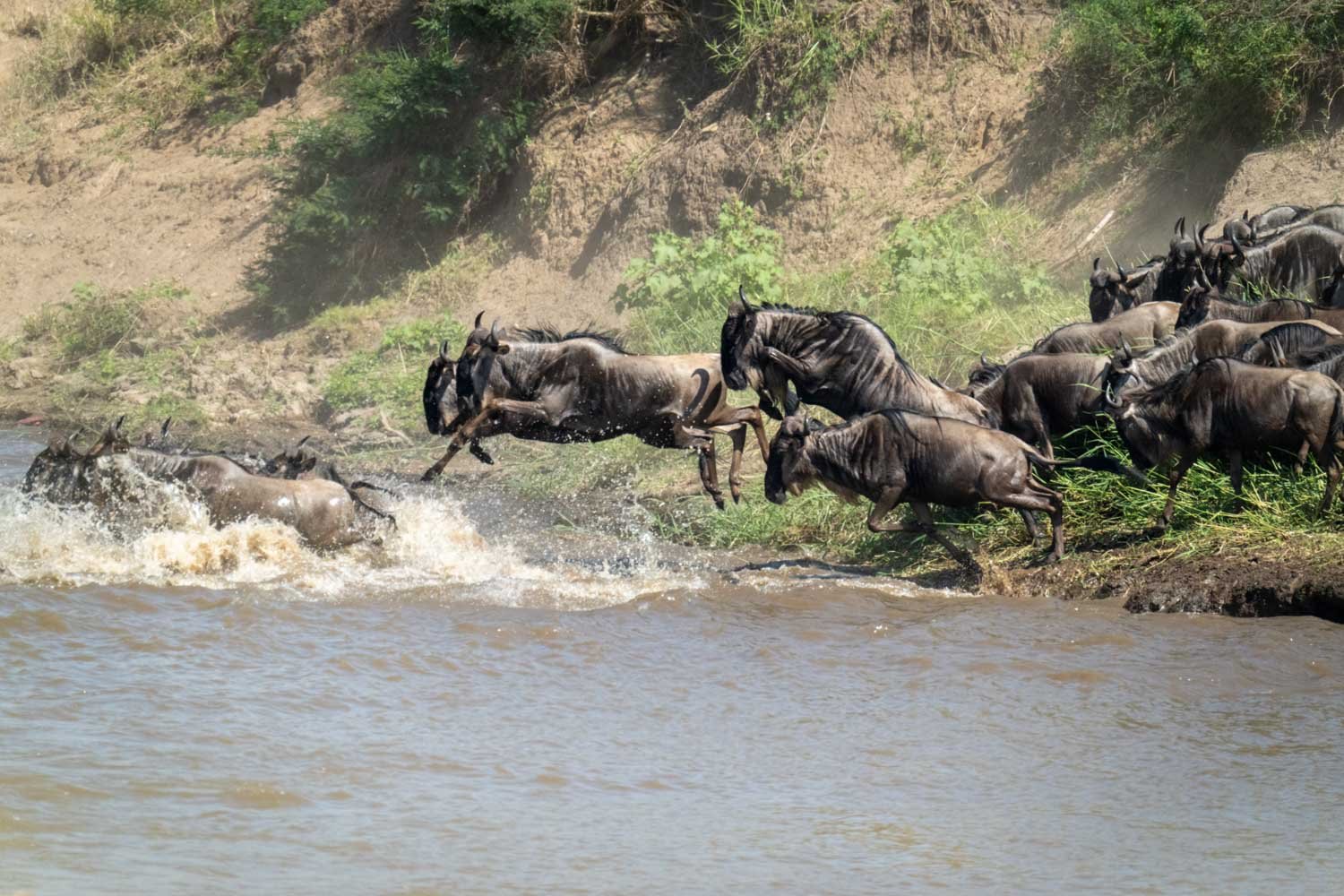Blue wildebeest jump into river from bank