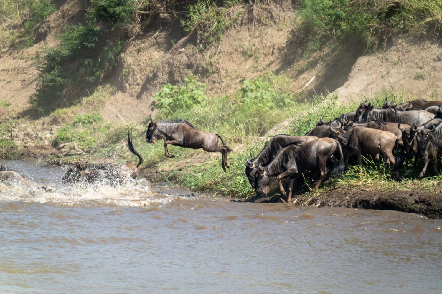 Blue wildebeest jumps into river from shore