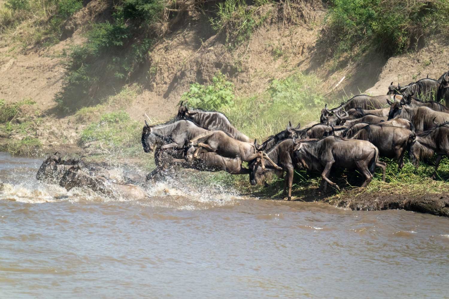 Blue wildebeest jumps into river with others