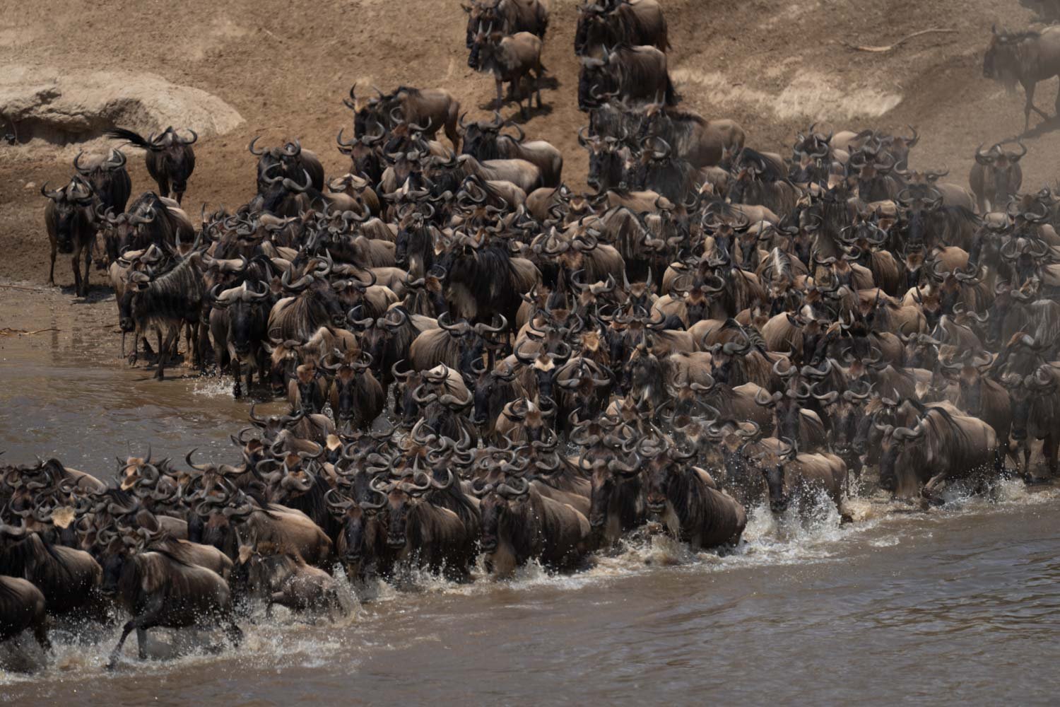 Confusion of blue wildebeest cross shallow river