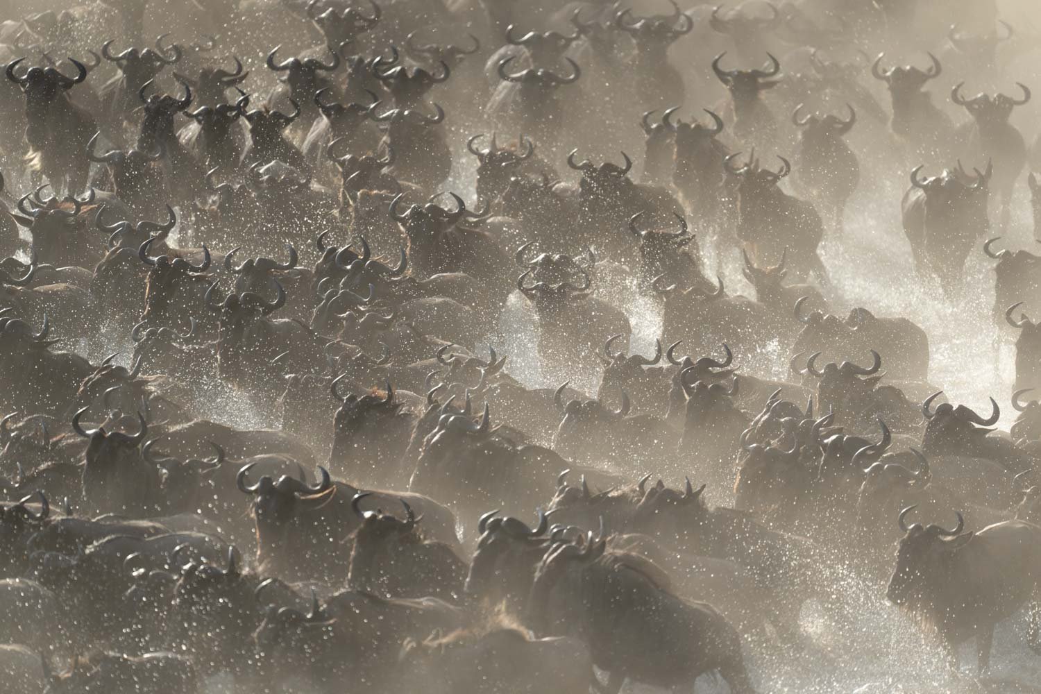 Confusion of blue wildebeest galloping through dust