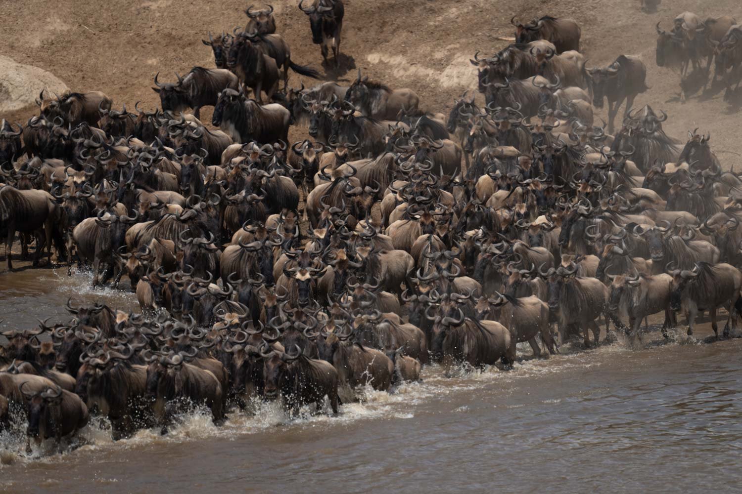 Confusion of blue wildebeest crossing shallow river