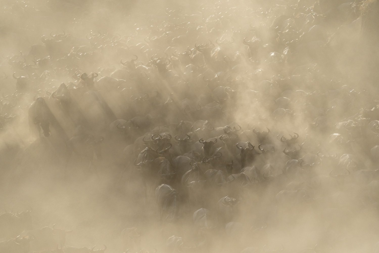 Confusion of blue wildebeest hidden by dust