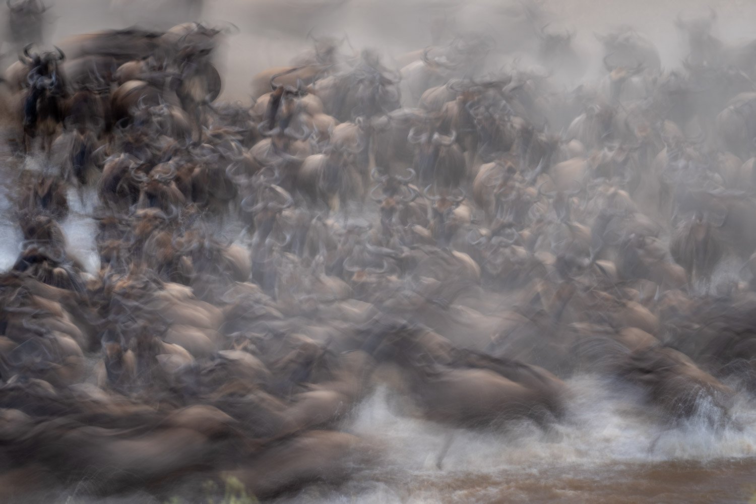Slow pan of blue wildebeest crossing river