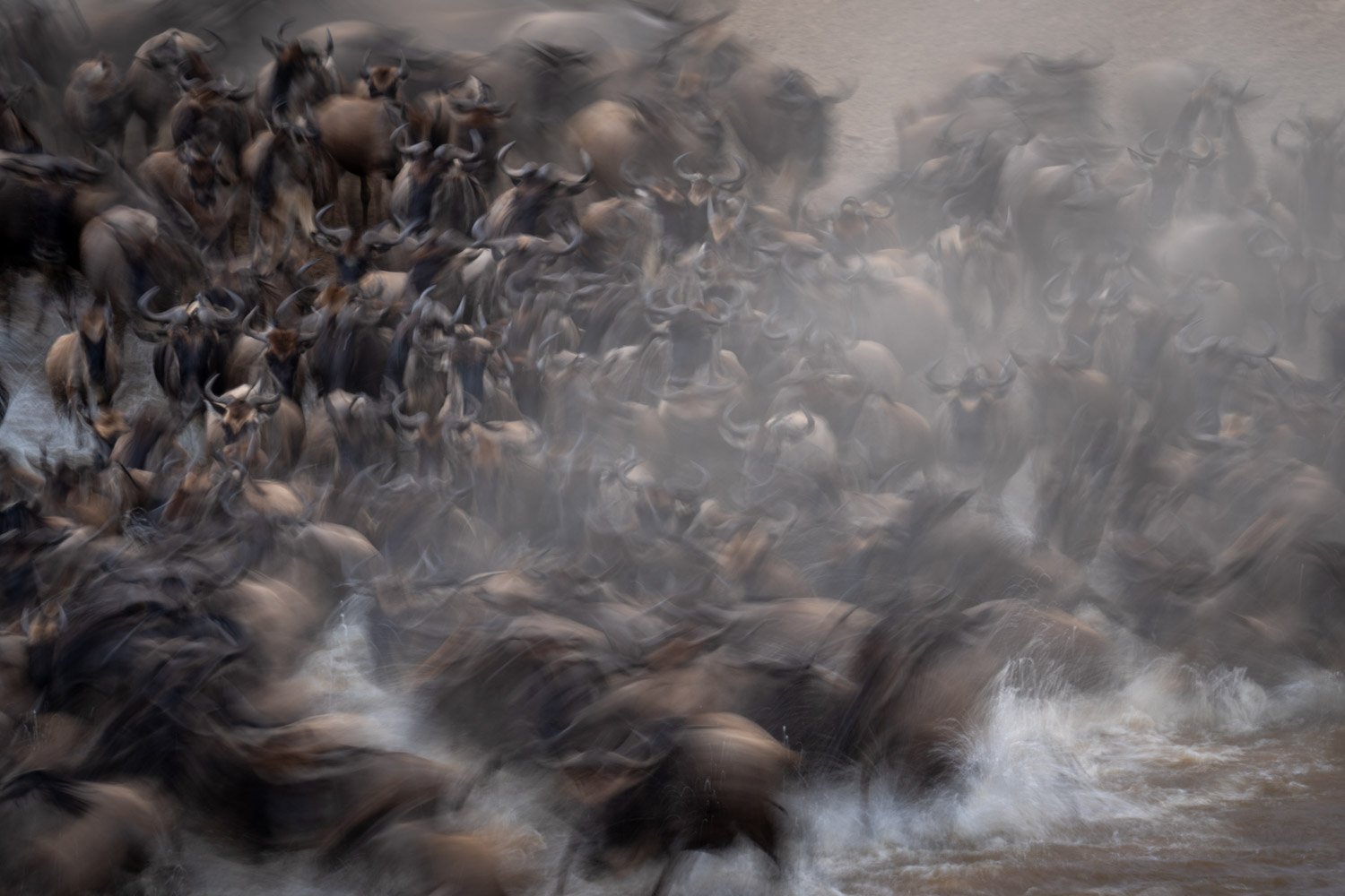 Slow pan of blue wildebeest in river