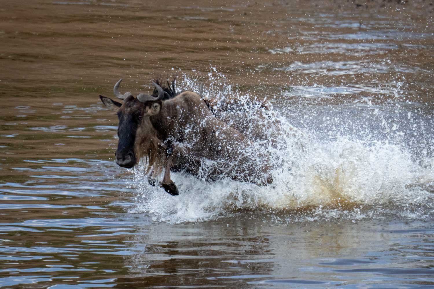 Blue wildebeest gallops across river in spray
