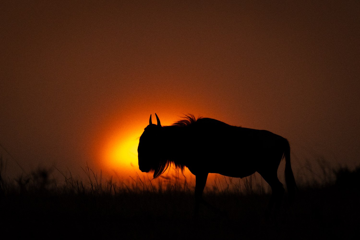 Blue wildebeest stands silhouetted against setting sun