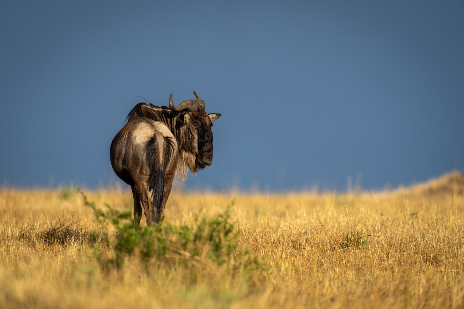 Blue wildebeest stands turning head under stormclouds