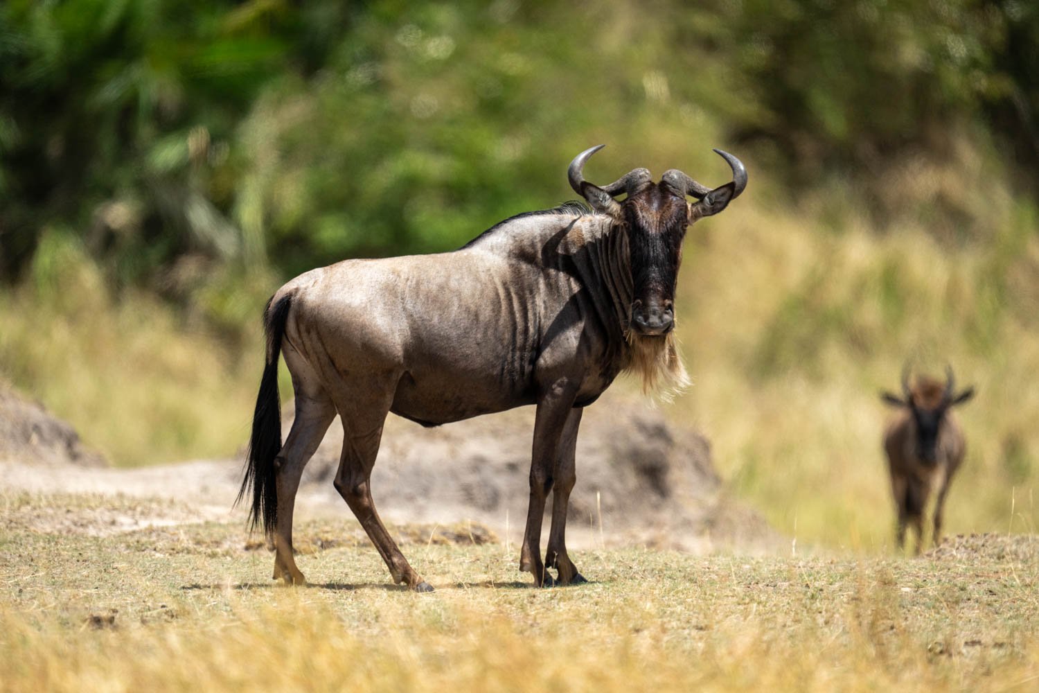 Blue wildebeest stands watching camera near another