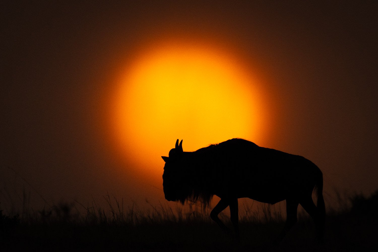 Blue wildebeest walks silhouetted against setting sun
