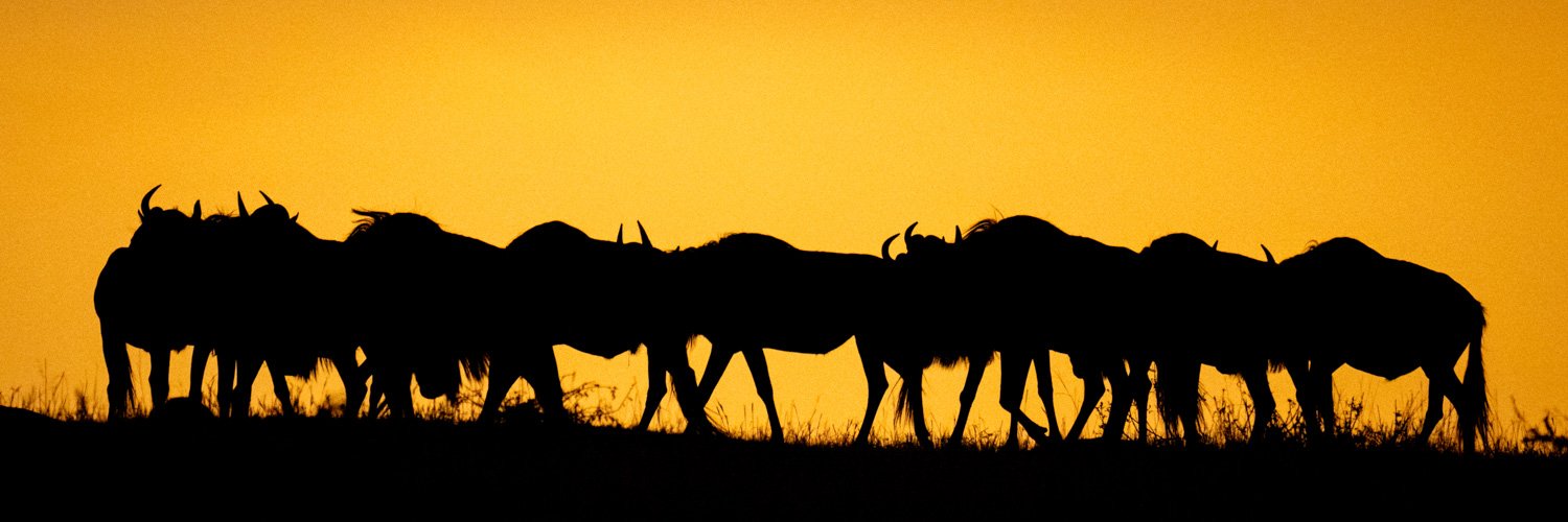 Panorama of blue wildebeest silhouetted at sunset