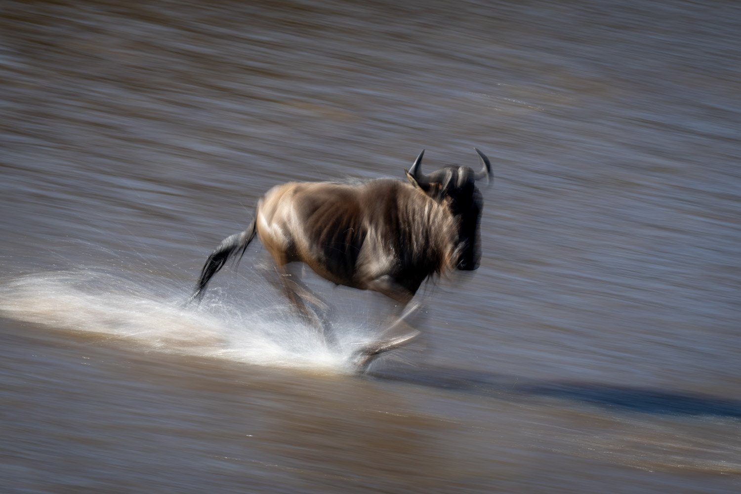 Slow pan of blue wildebeest galloping across river
