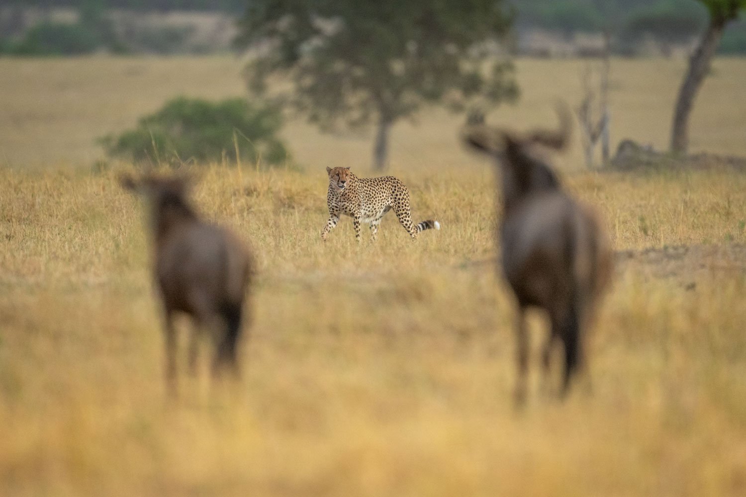 Two blue wildebeest stand watching cheetah pass