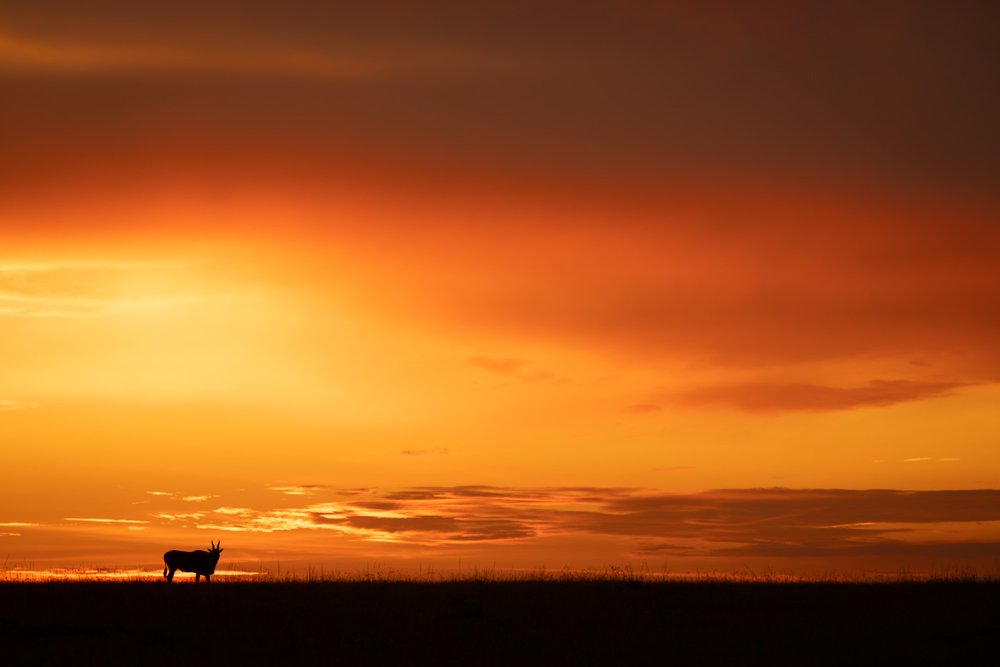 Eland Horizon.jpg