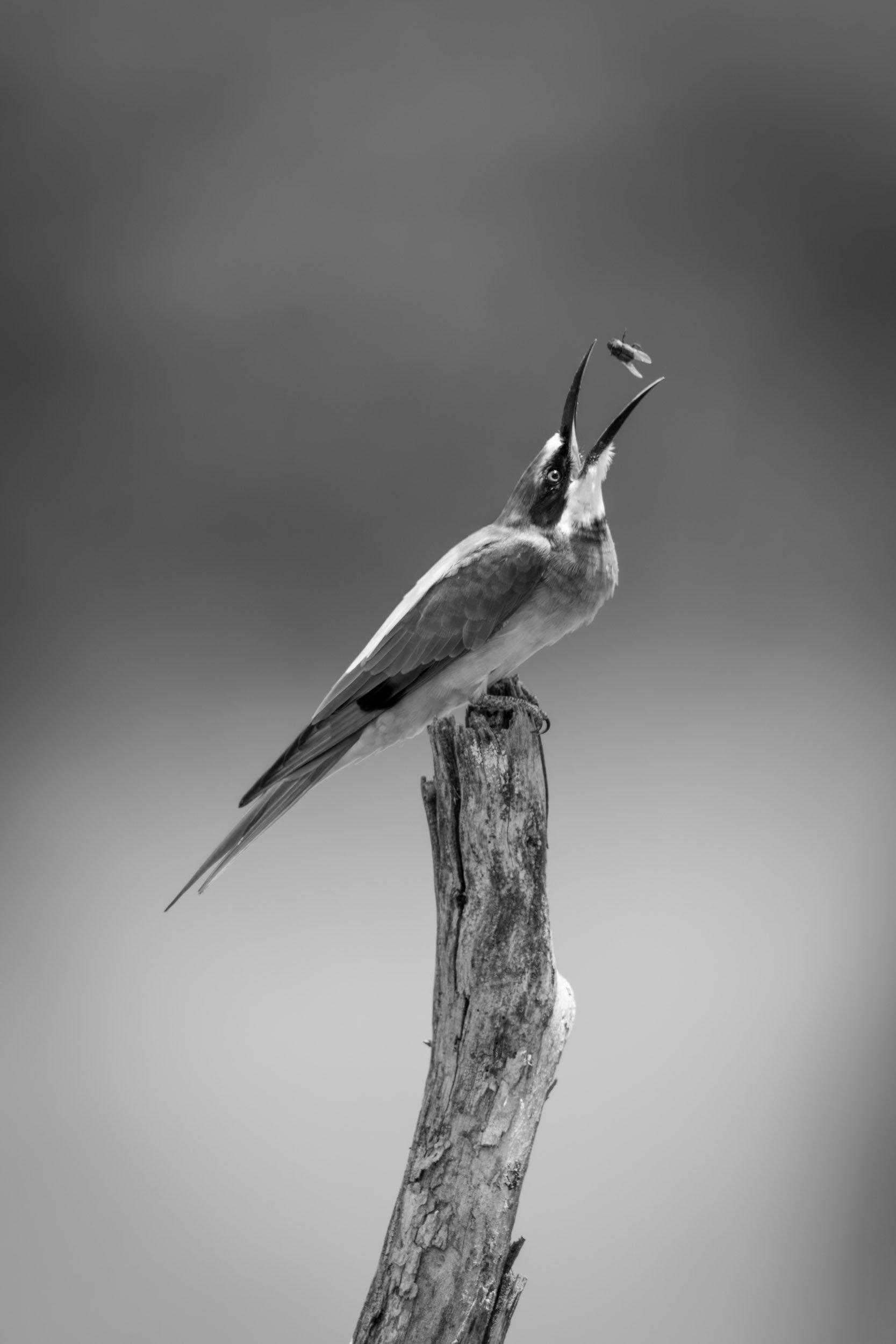 Fly Bee - Mono.jpg